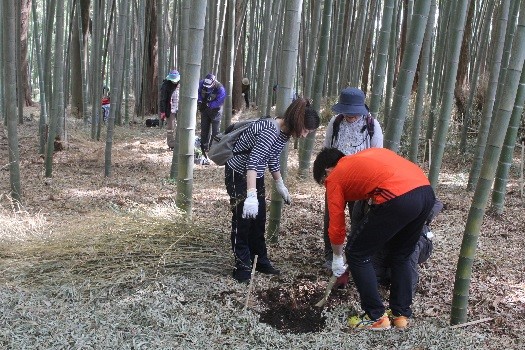 参加者が丁寧に竹の子掘り