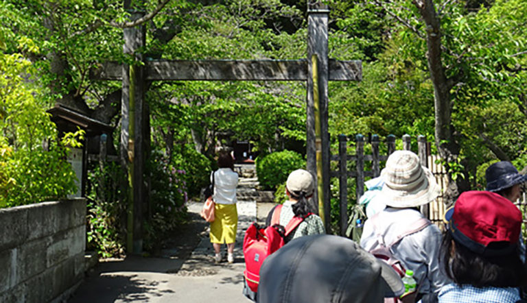 古都鎌倉 春の緑と歴史の自然探訪 古都鎌倉 春の緑と歴史の自然探訪