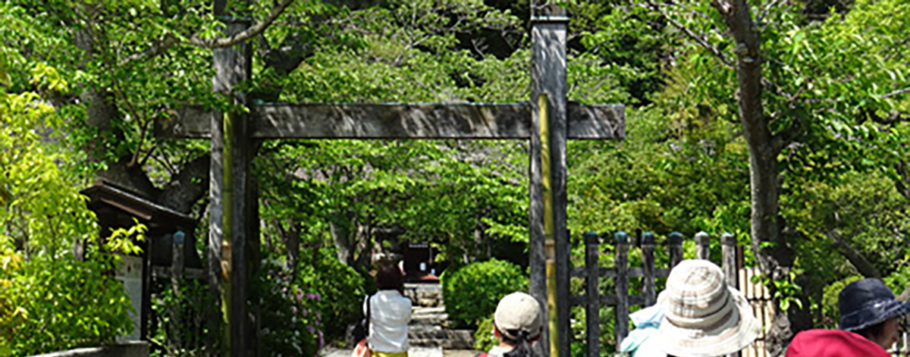 古都鎌倉 春の緑と歴史の自然探訪