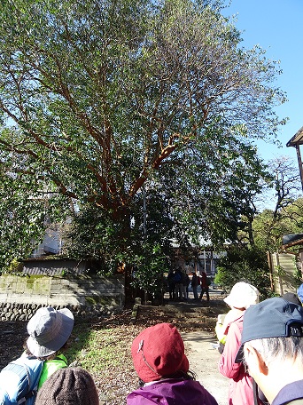 海蔵寺の「バクチの木」。