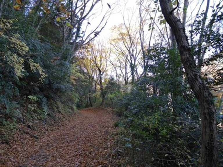 紅葉の矢倉沢往還でミカン狩り
