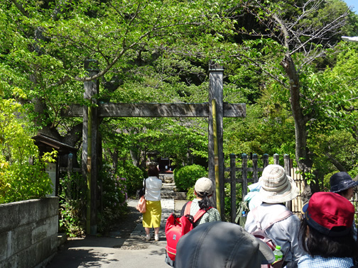 古都鎌倉 春の緑と歴史の自然探訪