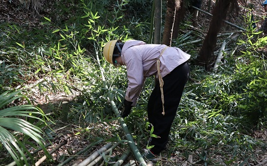 竹林整備は既に経験済み。余裕！？