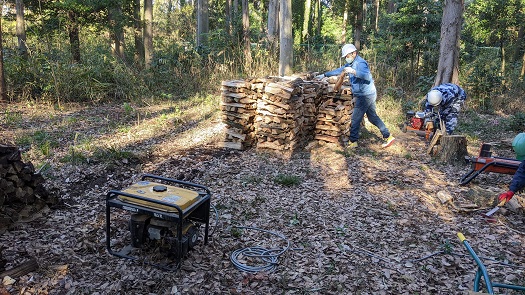 ナラ枯れ被害木を薪型に細断する。