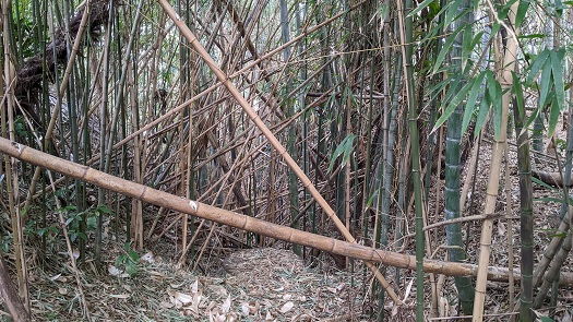 を入れる前の放置された竹林