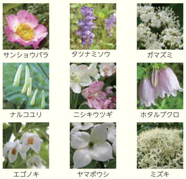 花の写真