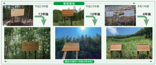 植樹後の様子