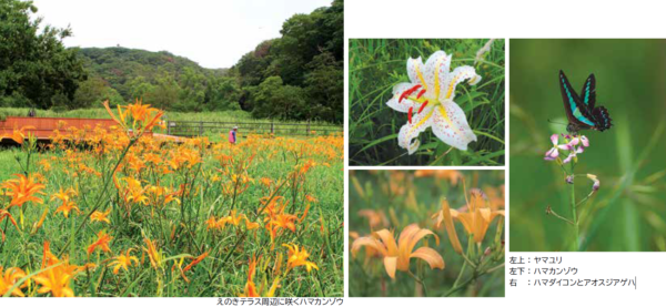えのきテラス周辺に咲く花