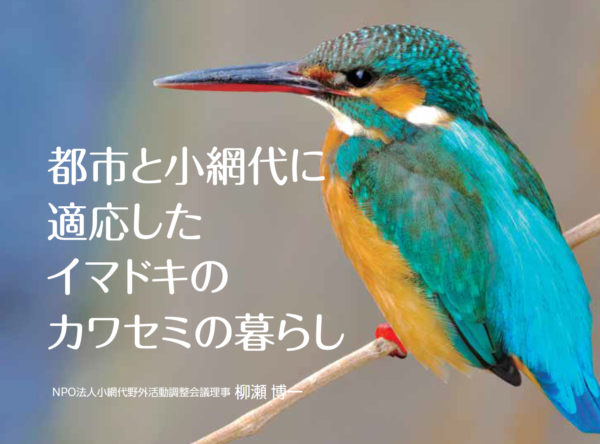 カワセミの暮らし