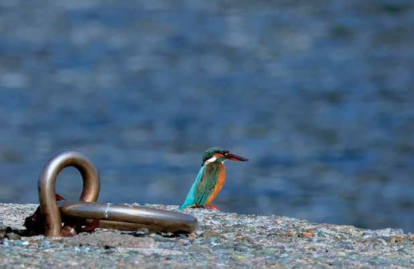 小網代湾のカワセミ
