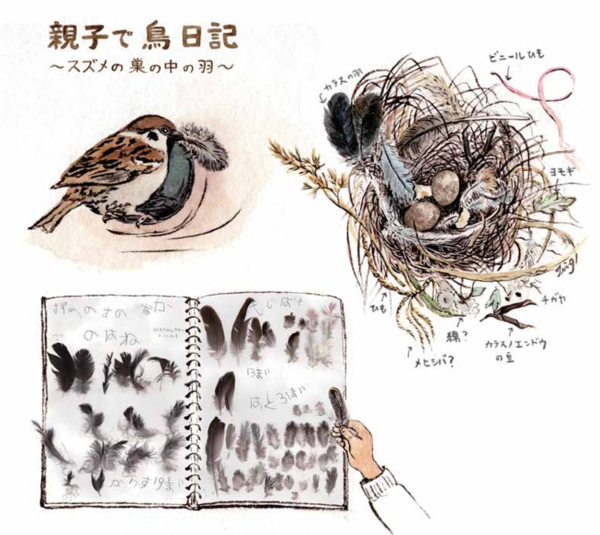 スズメの巣の中の羽