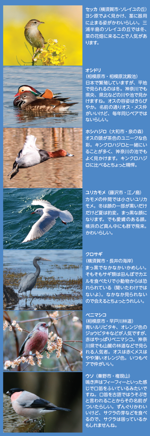 鳥の写真２