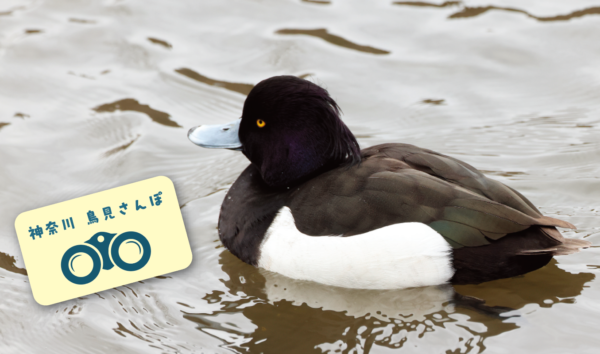 冬の鳥を見に行こう