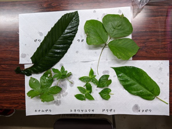 雑草でハーブティを作った