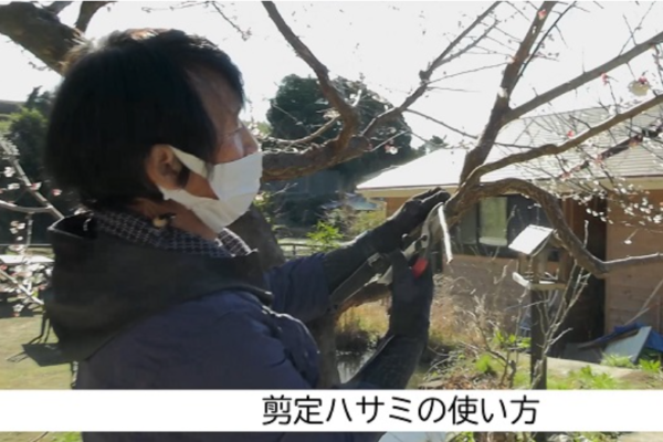選定ハサミの使い方
