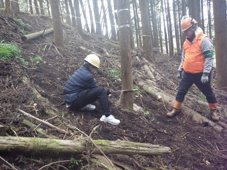 いよいよ切り倒します いよいよ切り倒します