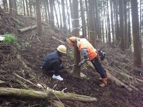 いよいよ切り倒します2 伐倒まであと少し!
