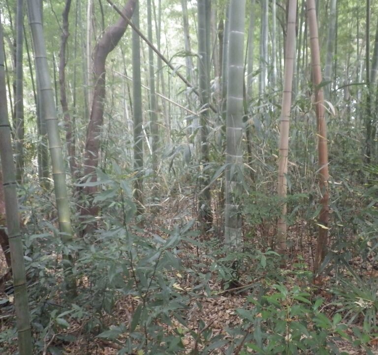 nagatuda nagatuda