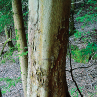 若木は白っぽく縦すじが入る。老木は縦にやや裂けてややはがれる。