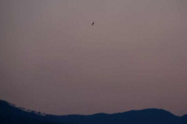 写真５夕方の酒匂川上空を飛ぶヤマコウモリ