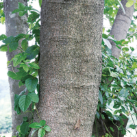 樹皮ははがれず、裂け目はなく、砂状にざらつく。