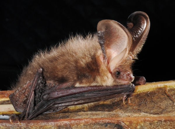 写真２ニホンウサギコウモリ