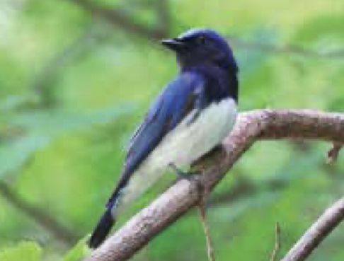 オオルリ(伊勢原市・日向林道)冬のルリビタキに対して夏の青い鳥はオオルリでしょうか。山麓の林道や丘などで見られます。鳴き声もきれいで日本三鳴鳥の一種。似た名前にコルリがいるけど、こちらは神奈川県ではなかなか見られませんね。