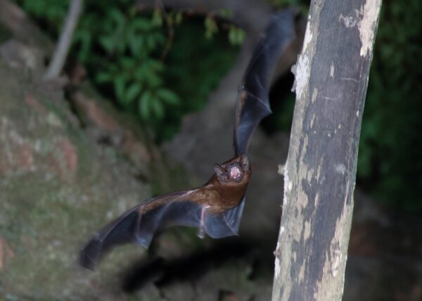写真４樹洞から出てきたヤマコウモリ