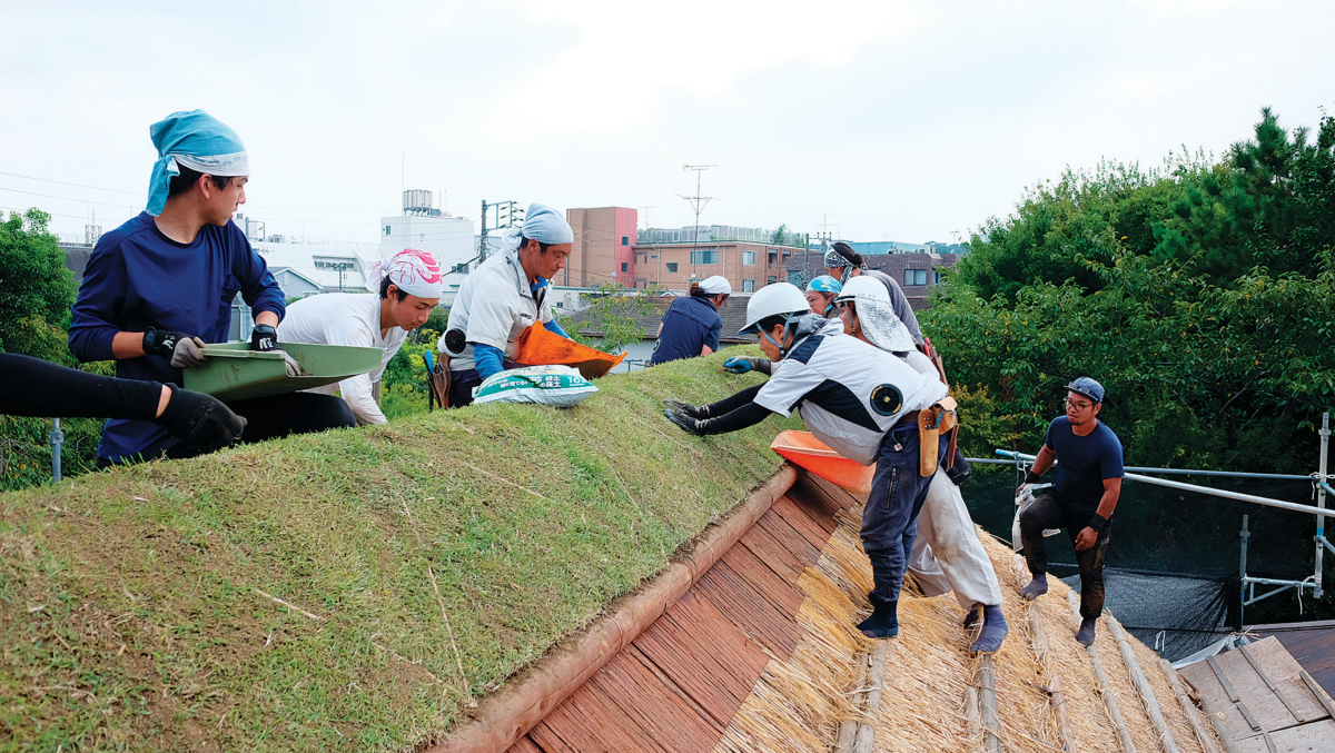 屋根の先に芝が植えられ、春には花が咲く