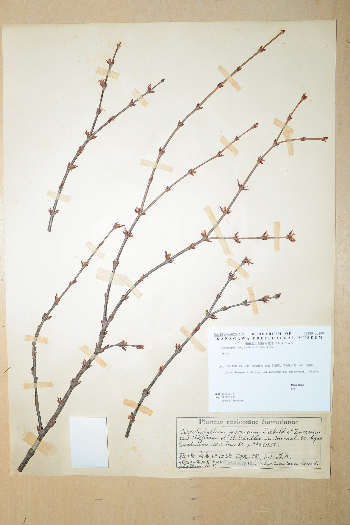 (図6)カツラ Cercidiphyllum japonicum Siebold & Zucc. ex Hoffm. & Schult.(カツラ科)1936年に箱根町で澤田武太郎が採集した標本(KPM-NA0208469;神奈川県立生命の星・地球博物館所蔵)