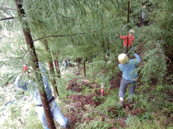 10月12日(日)枝打作業