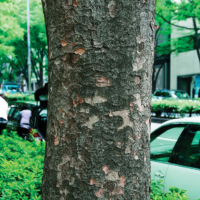 若木は灰色で平滑、やや横長の皮目が点在。老木は鱗状にはがれ、はがれる。