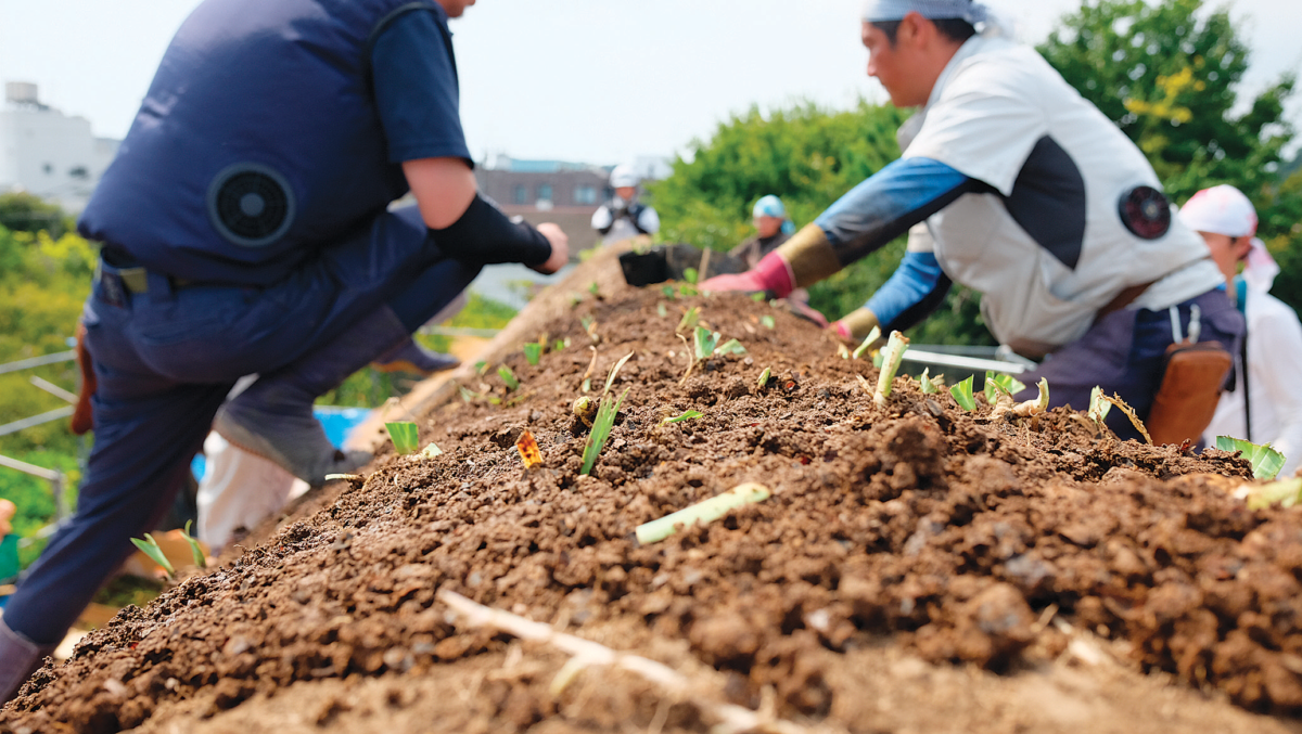 芝棟。植えられたアヤメ科のイチハツ