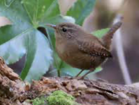 ミソサザイ(相模原市・道保川公園)渓流でよく見かける小さな鳥です。体に似合わず大きな声でさえずるので遠くからもわかるほど。地味な色だけど、ちょこちょこ飛び回るかわいらしい鳥です。
