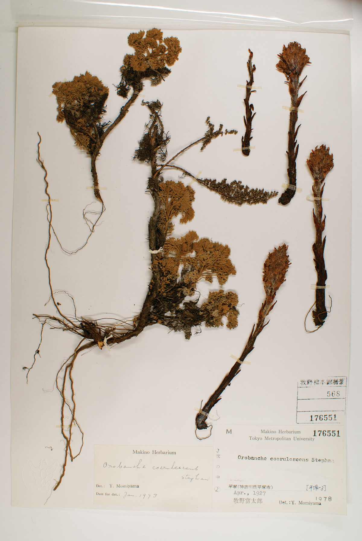 (図4)ハマウツボ Orobanche coerulescensStephan ex Willd(ハマウツボ科) 1927年に牧野が平塚で採集した標本.神奈川県内では絶滅したと考えられている(MAK176551;東京都立大学牧野標本館所蔵)
