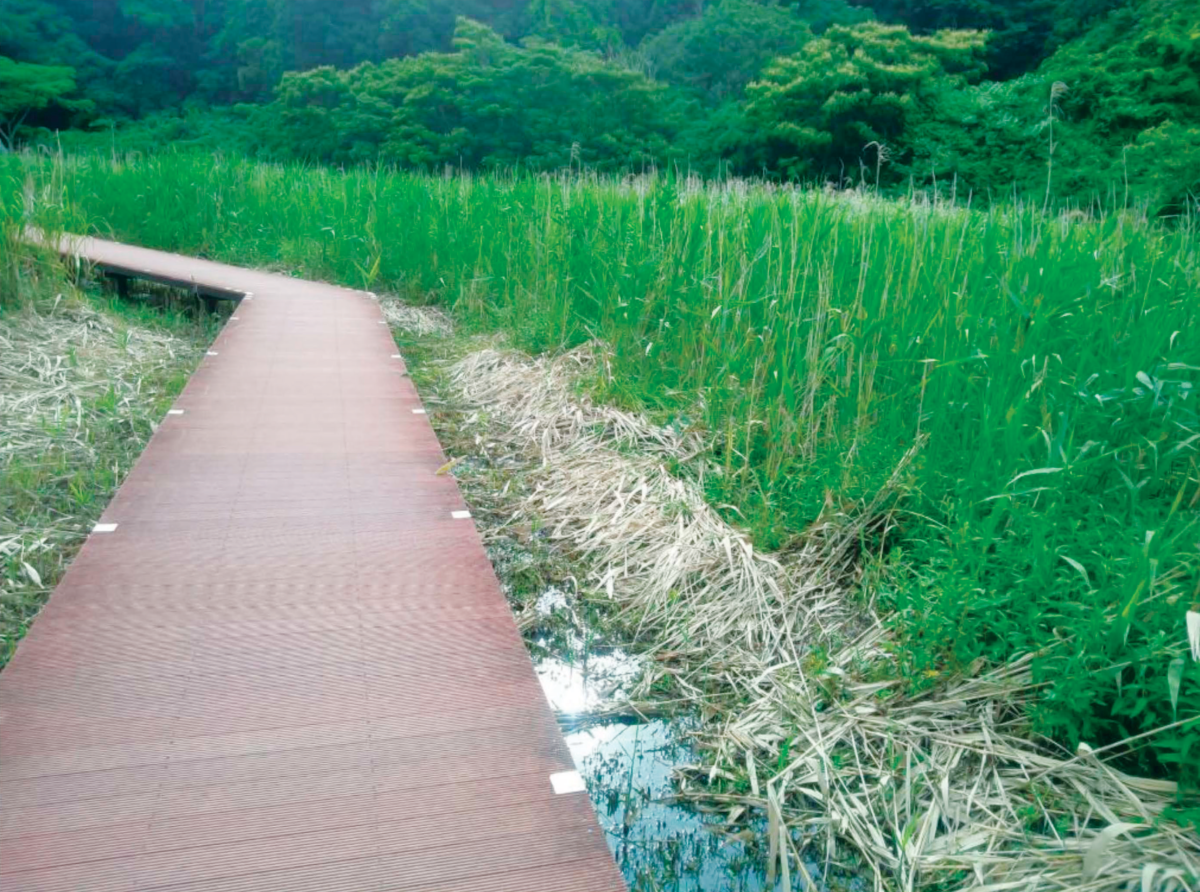 中央の谷:アシの群落