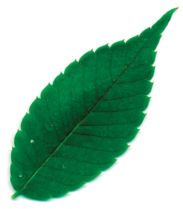 鋸歯(ギザギザ)はカーブする。基部の側脈は短く目立たない。