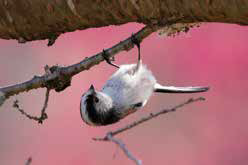 ナガ（相模原市・相模原公園）小さなくちばしとまん丸な目、長い尾がかわいらしいエナガ。日本でもっとも小さい部類に入る鳥です。早春から巣作りをして10羽前後のヒナが孵り、そのヒナたちが並んだ様子がエナガ団子と言われて親しまれていますね。