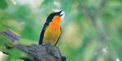 キビタキ（座間市・座間谷戸山公園）何と言っても夏鳥の人気ナンバー１。チョットコイという鳴き声はコジュケイに似ていて間違えそう。お腹が鮮やかな黄色なので下から見ると目立ってしまいます。神奈川県ではいろいろなところで見られるので探してみてくださいね。