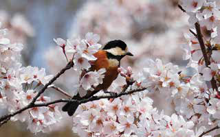 ヤマガラ（相模原市・相模原公園）人なつっこい鳥で、人の手からエサをもらうこともありますね。かつてはお祭りにおみくじ引きをしていたことがあります。もちろん今は出来ませんよ。
