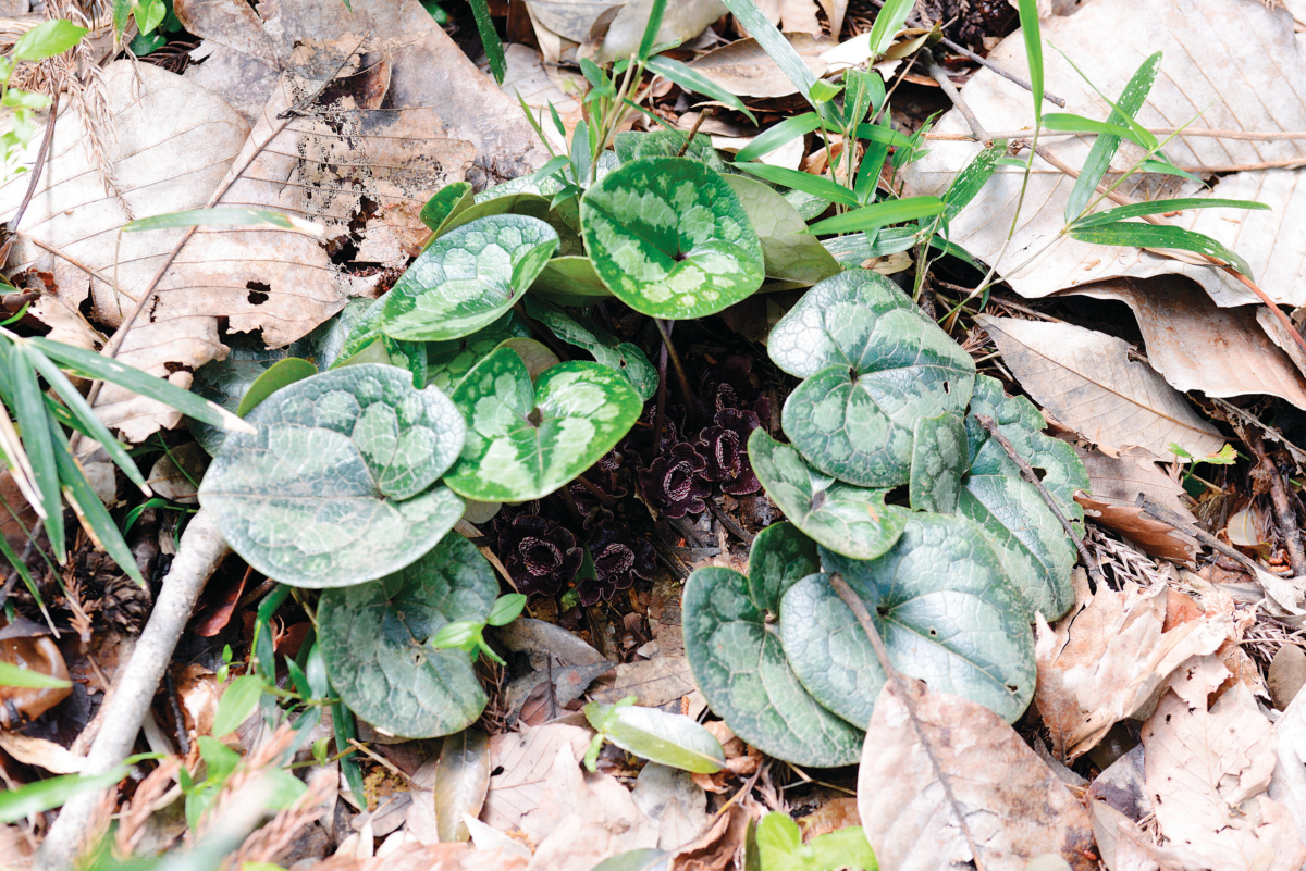 (図3)タマノカンアオイAsarum tamaense Makino(ウマノスズクサ科)牧野が1931年に新種として記載した.牧野が1894年に登戸(川崎市)で採集した標本が基準標本とされる(東京都 令和5年4月16日撮影:田中徳久)