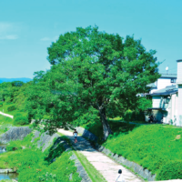 ケヤキよりやや横広の扇形~円形