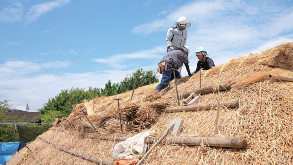 写真／8月下旬、屋根の茅が葺き上がり、棟を固定する。