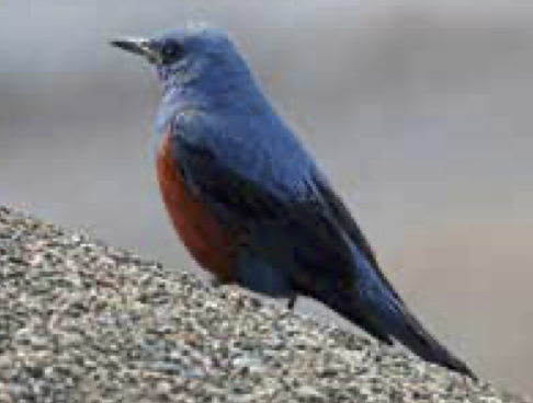 イソヒヨドリ(藤沢市・江ノ島)その名の通り、磯などに多いく、江ノ島に行くと何羽もが鳴き合っています。精悍な顔をしていますが、鳴き声はとってもきれい。オスの青色は鮮やか、メスは地味な色ですね。