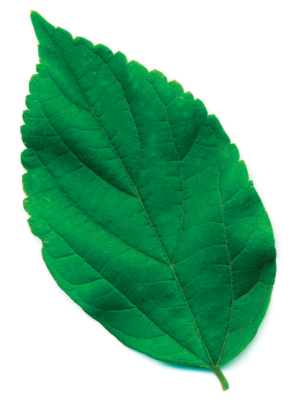 葉の先半分にやや鈍い鋸歯がある。基部の側脈は長く伸び、3脈が目立つ