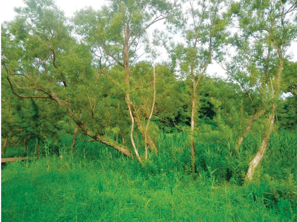 中央の谷:ジャヤナギの湿地林