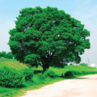 ケヤキよりやや粗い扇形