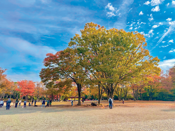 （写真１）中央公園のケヤキ