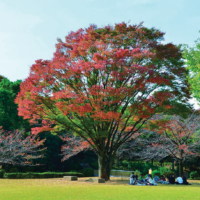 特に整った扇形