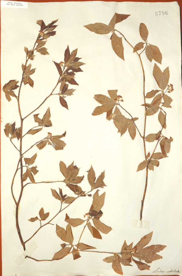 図2. ツュンベリーが採集したクロモジの基準標本（UPS8796 ウプサラ大学）